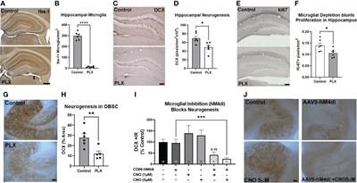 Ethanol Induces Secretion of Proinflammatory Extracellular Vesicles That Inhibit Adult Hippocampal Neurogenesis Through G9a/GLP-Epigenetic Signaling